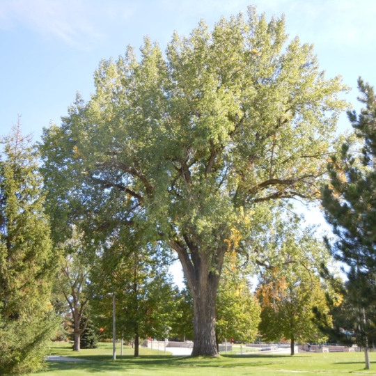 Eastern_Cottonwood.jpg