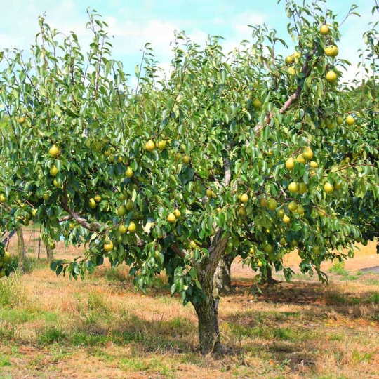 Bartlett_Pear.jpg