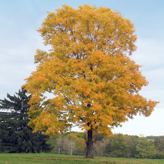 Silver_Maple.jpg