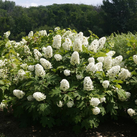 Oakleaf_Hydrangea.jpg