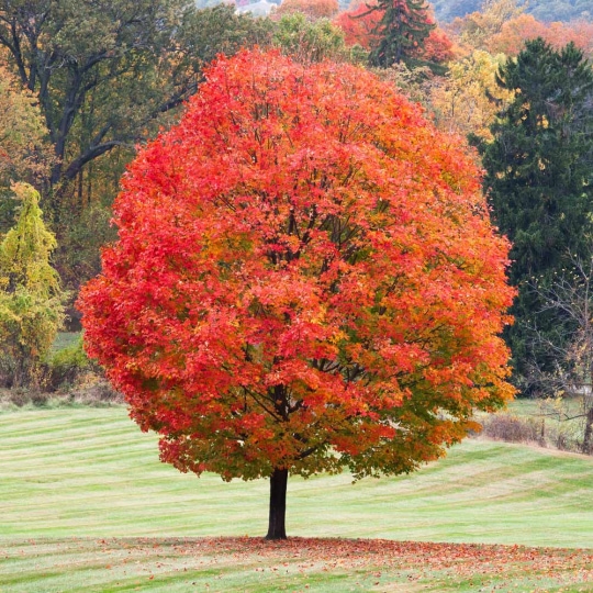 Sugar_Maple.jpg