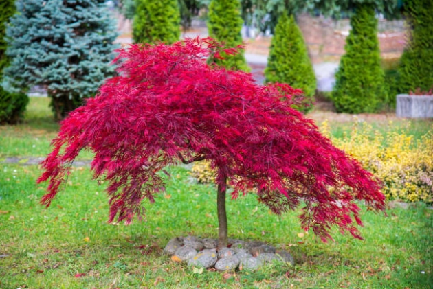 istockphoto-1429667726-612x612.jpg