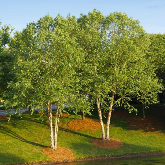 River_Birch.jpg