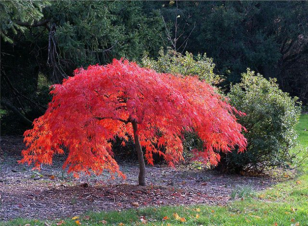 Japanese_Maple_2.jpg