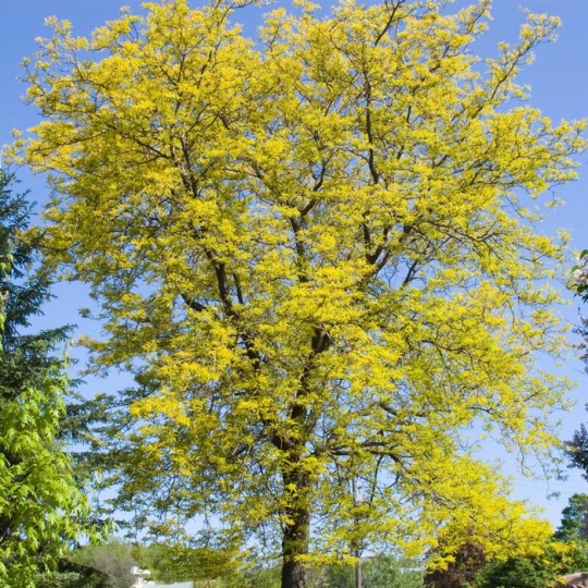 Honey_Locust_2.jpg