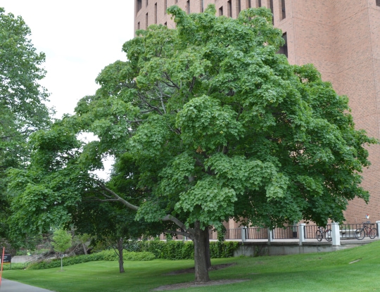 Norway_Maple.jpg