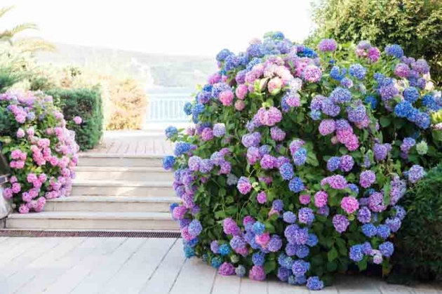 Big_Leaf_Hydrangea.jpg