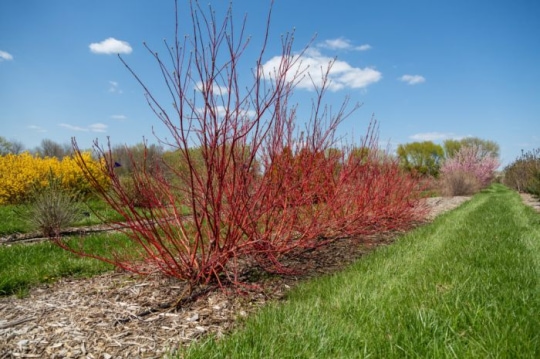 Siberian_Dogwood.jpg