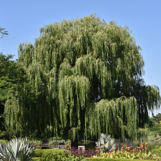 Weeping_Willow.jpg