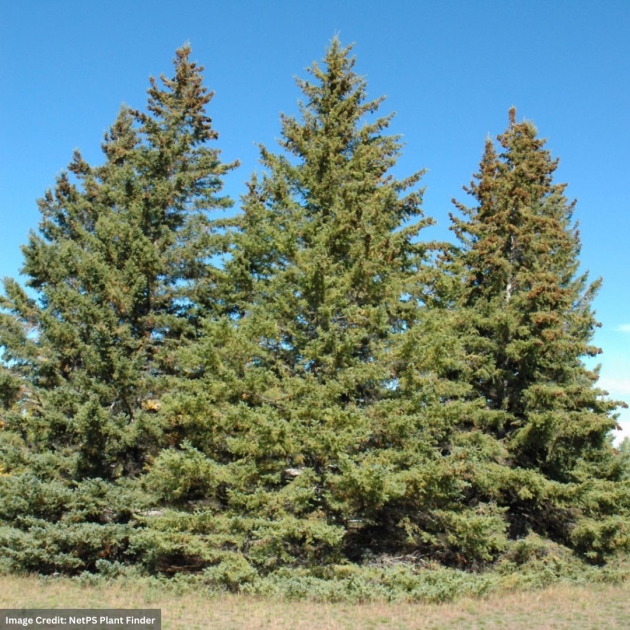 White_Spruce.jpg