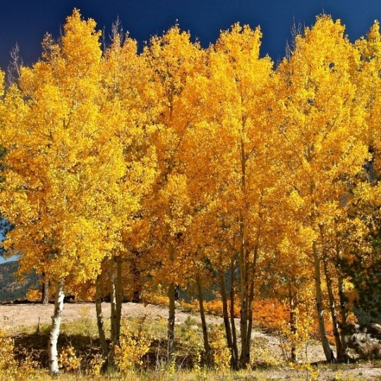 Quaking_Aspen.jpg