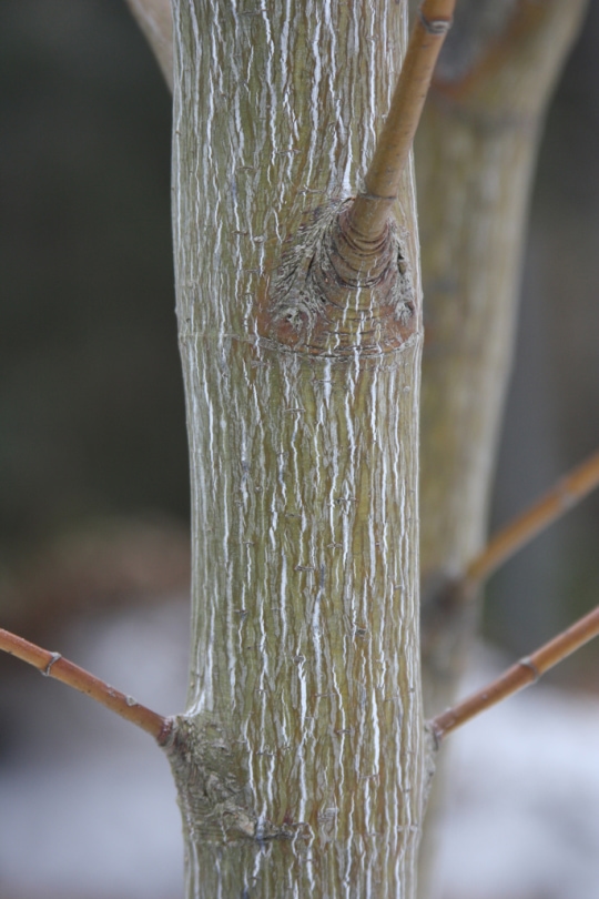 Striped_Maple.jpg
