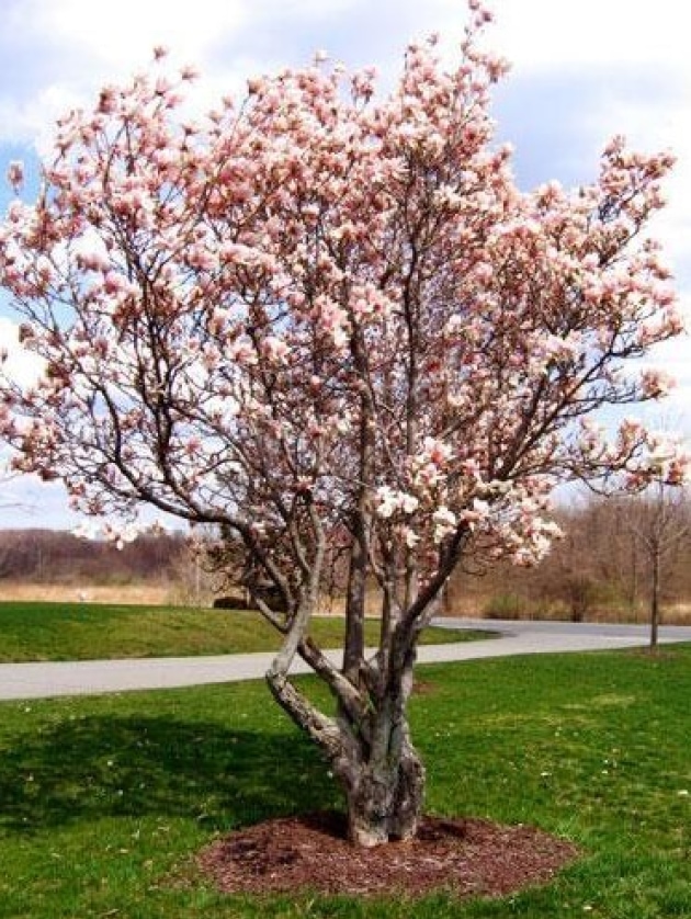 Lily_Magnolia.jpg