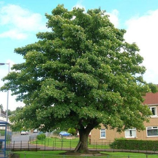 American_Sycamore.jpeg