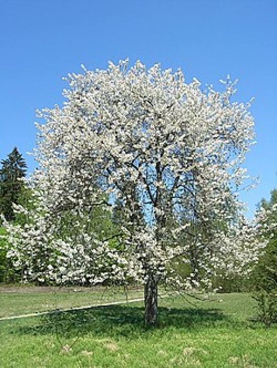 Sweet_Cherry.jpg